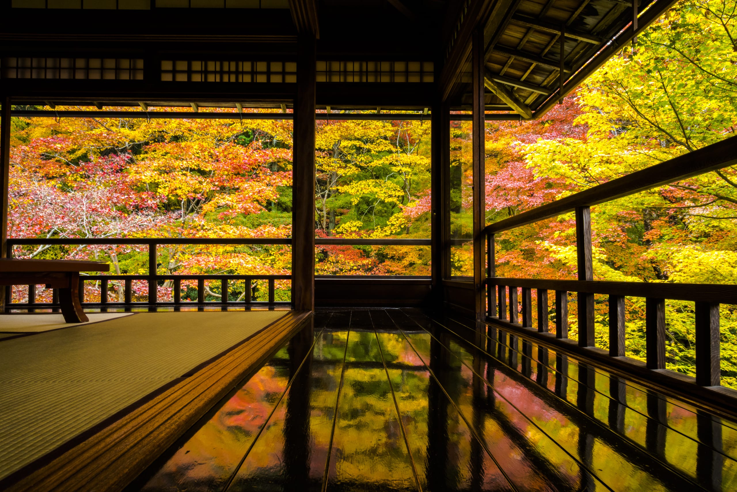 Autumn maples seen through the open veranda of Rurikoin in Kyoto, reflected in the polished floor